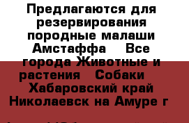 Предлагаются для резервирования породные малаши Амстаффа  - Все города Животные и растения » Собаки   . Хабаровский край,Николаевск-на-Амуре г.